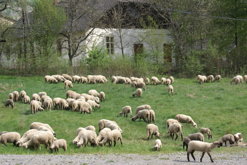 ovce. je stádo komunitou, je komunita stádom? v pozadí zaježovské komunitné centrum...