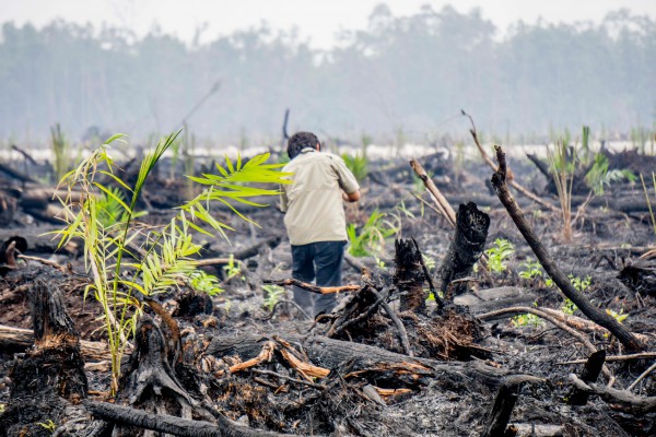 Indonézska polícia vyšetriu miesto činu: Na zhorené ostatky lesa a rašeliniska v blízkosti Nyaru Menteng Orangutan Sanctuary severny od Palangkaraya na centrálnom Kalimantane boli zasadené sadenice palmy olejovej. FOTO - Ardiles Rante / Greenpeace