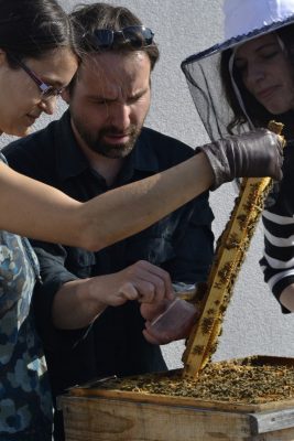 Odoberanie vzorky medu z mestského úľa. FOTO - Živica