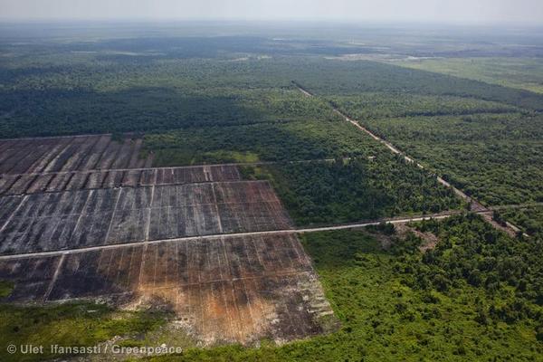 Recent clearance of orangutan habitat inside the PT Globalindo Alam Perkasa Estate II palm oil concession in Kotawaringin Timur, Central Kalimantan. PT GAP II is a subsidiary of Musim Mas.