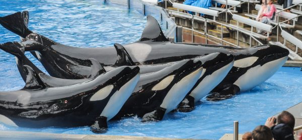 FOTO - Jo Anne McArthur, We Animals Media