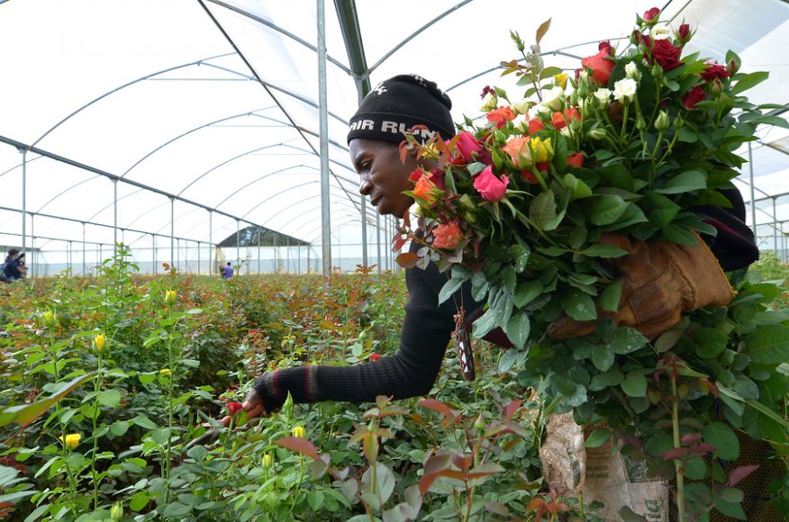 Skleník s ružami na export v Zambii zamestnáva 800 ľudí. FOTO - http://cabbageroses.net
