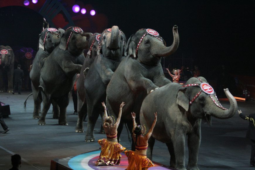 cirkus-slony