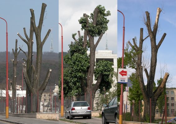 Dekapitovaný strom v priebehu rokov. FOTO - Archív TOmáš Fraňo